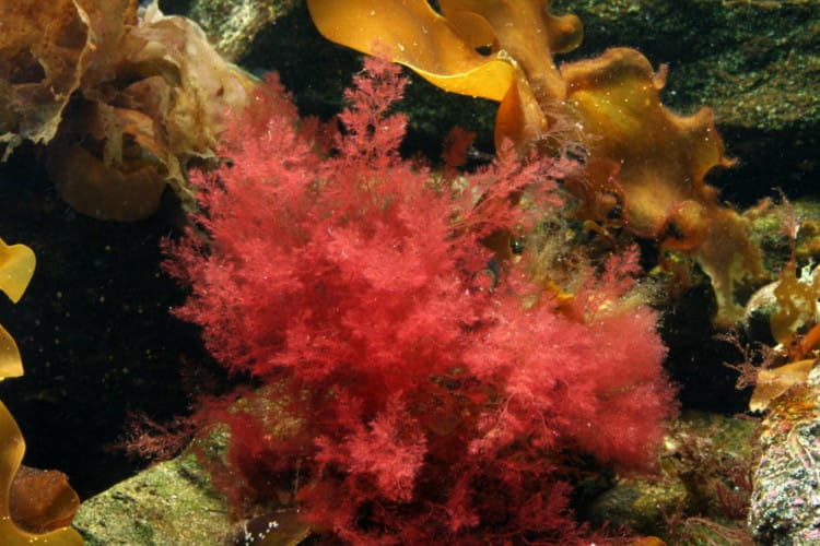 alga merah
