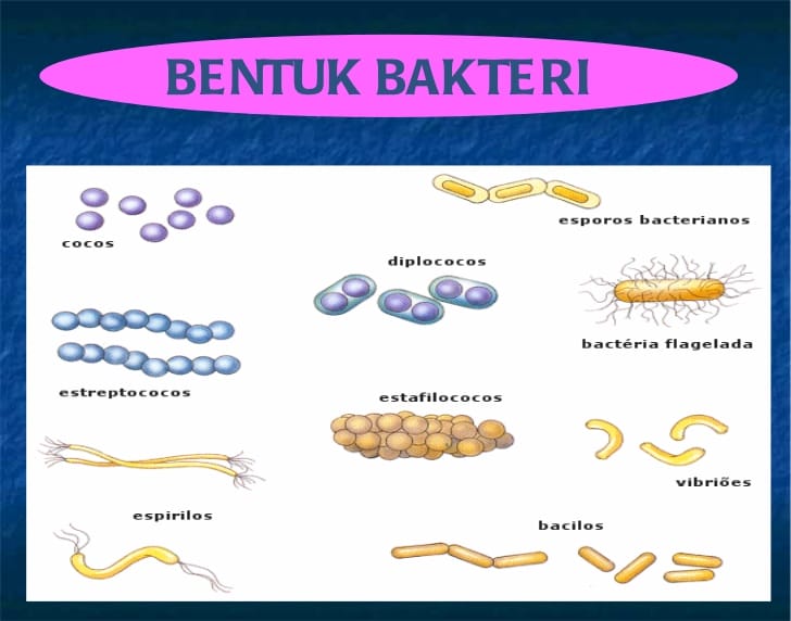 bentuk bakteri