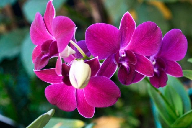 Anggrek (Orchidaceae)