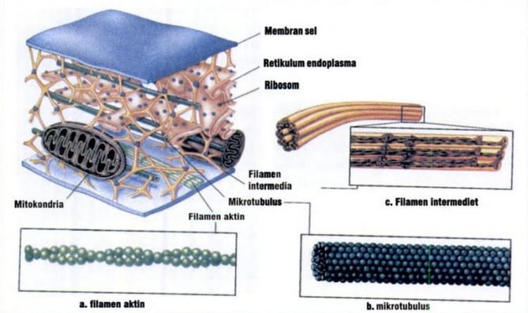 fungsi organel sel