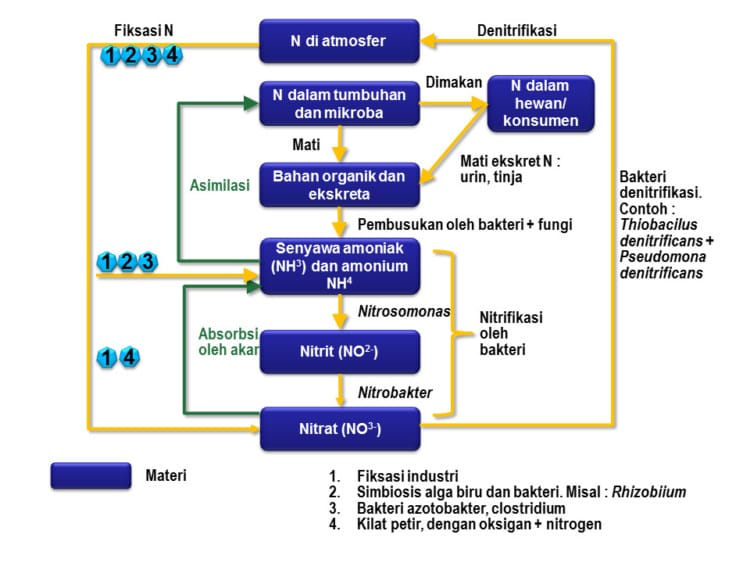 daur nitrogen