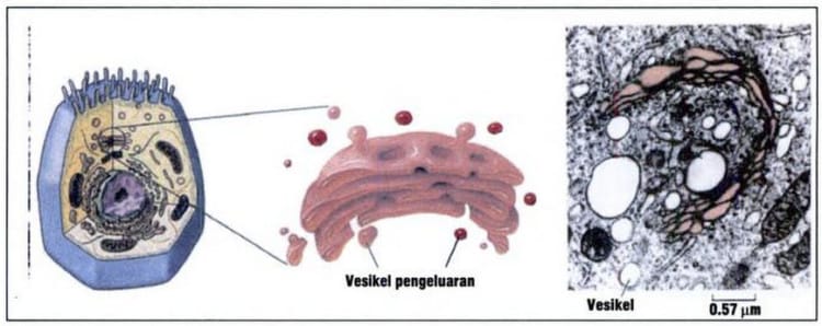 fungsi organel sel