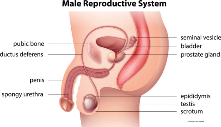 organ reporduksi pria