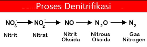 Denitrifikasi