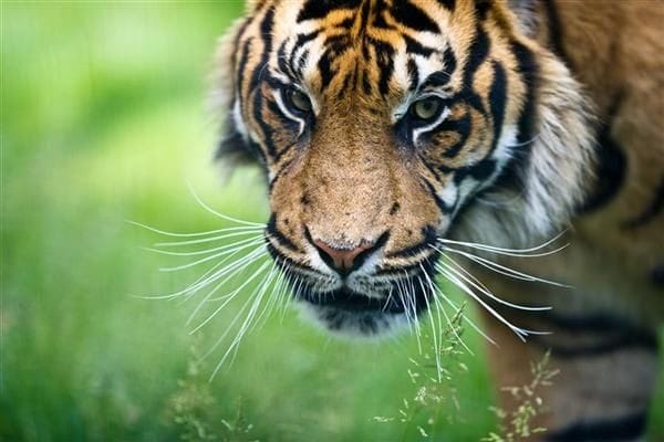 sejarah 7 manusia harimau