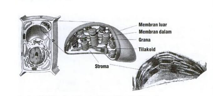 fungsi organel sel