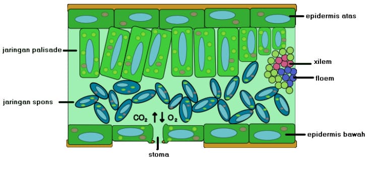 jaringan epidermis