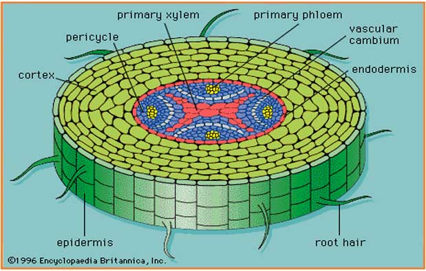 fungsi jaringan epidermis jaringan epidermis