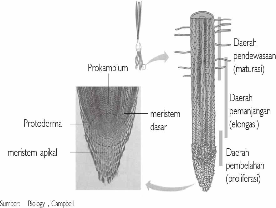 jaringan meristem