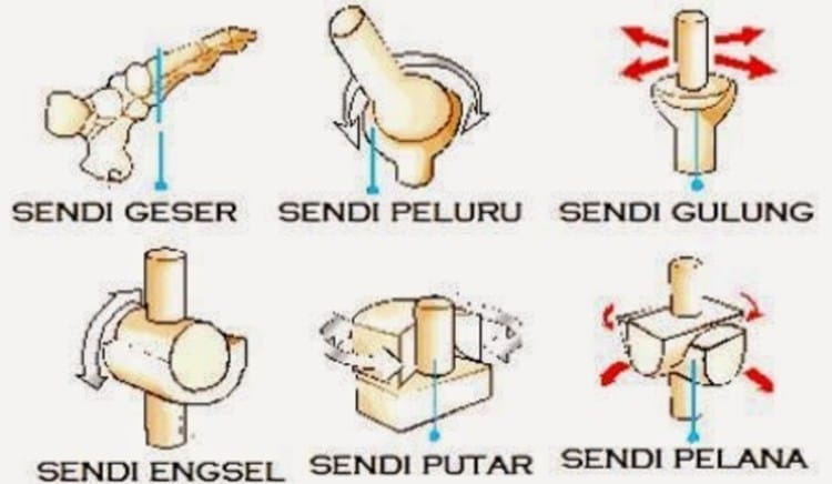 sendi peluru