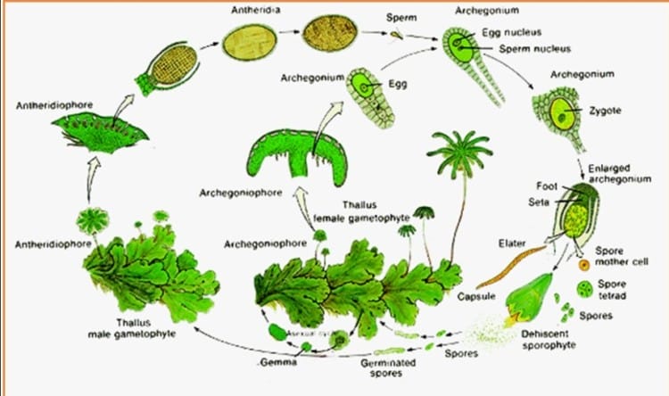 metagenesis lumut