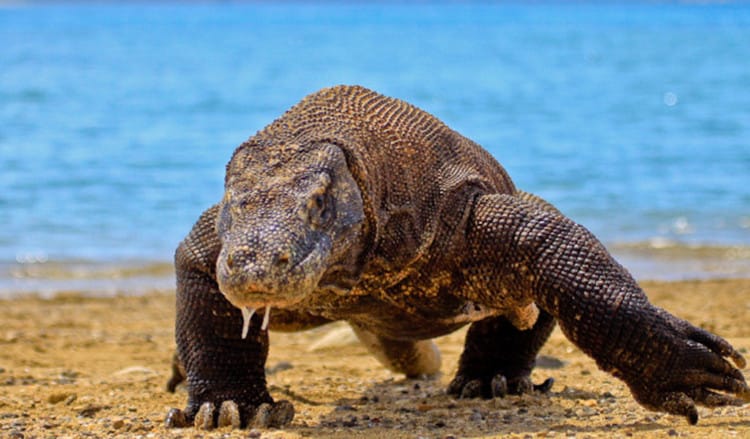 komodo punah