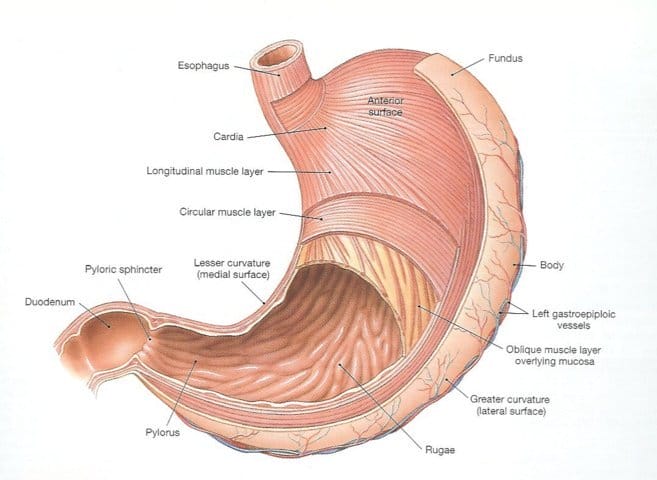 organ pencernaan manusia lambung 