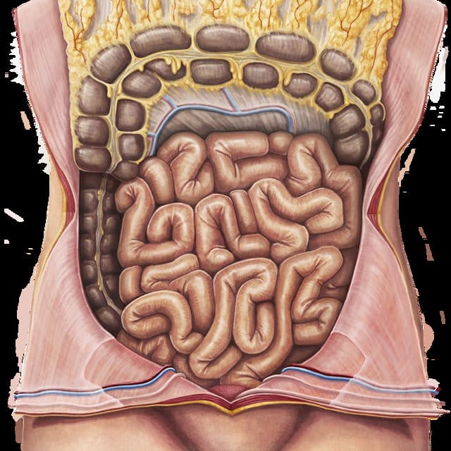 organ pencernaan manusia usus halus 