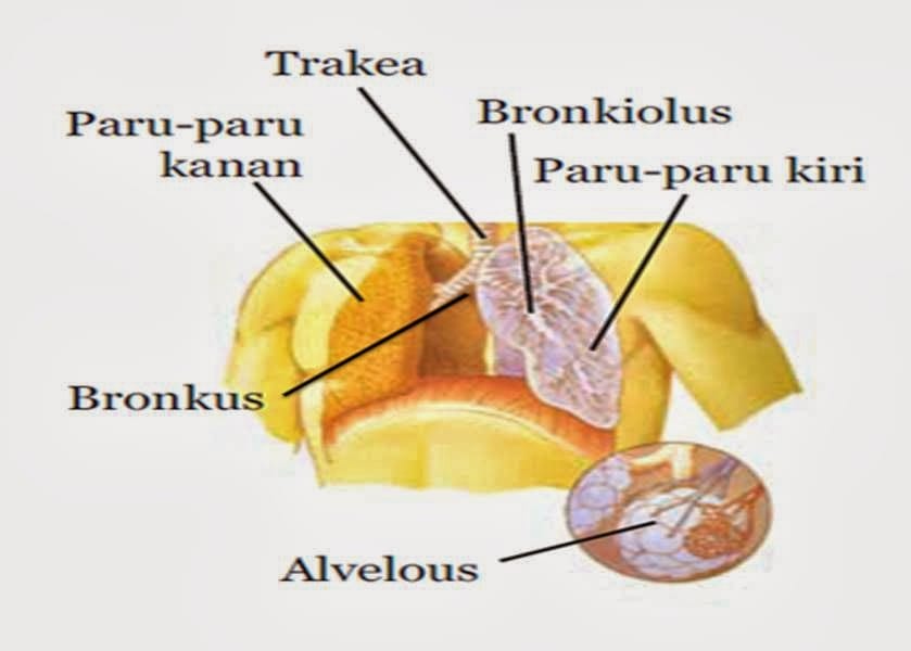 Fungsi Bronkus