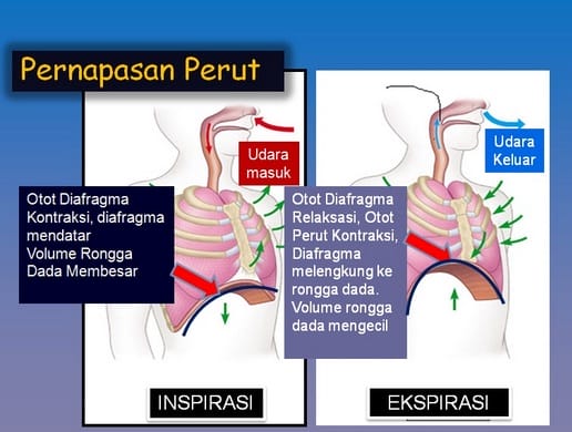 pernapasan perut