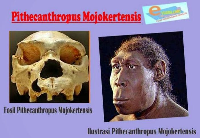 PITHECANTHROPUS MOJOKERTENSIS