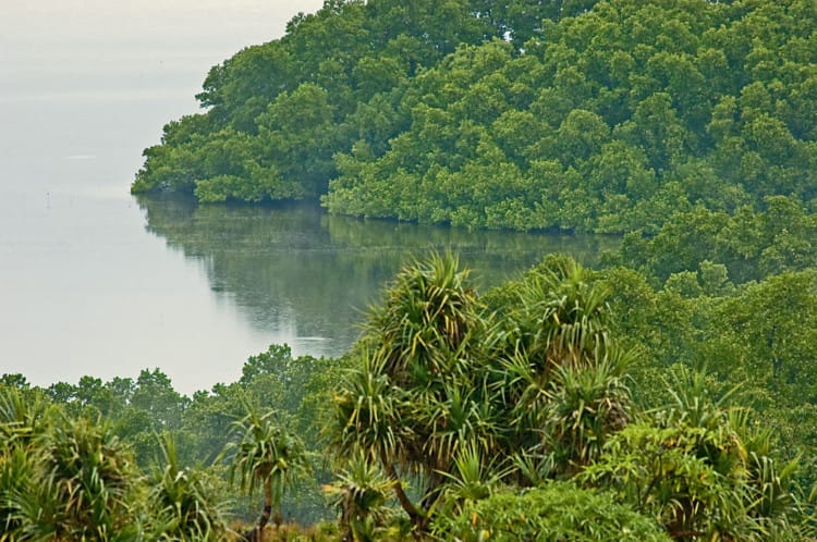 laut dan hutan mangrove