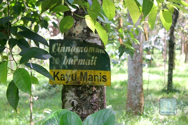 pohon kayu manis