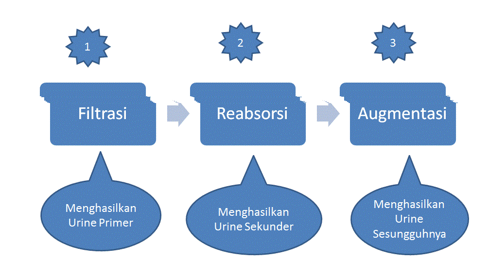 Proses Pembentukan Urine