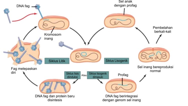 reproduksi virus