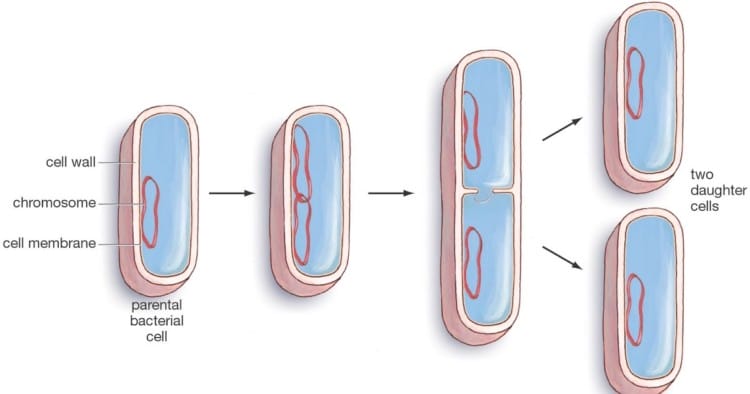 Reproduksi Bakteri 