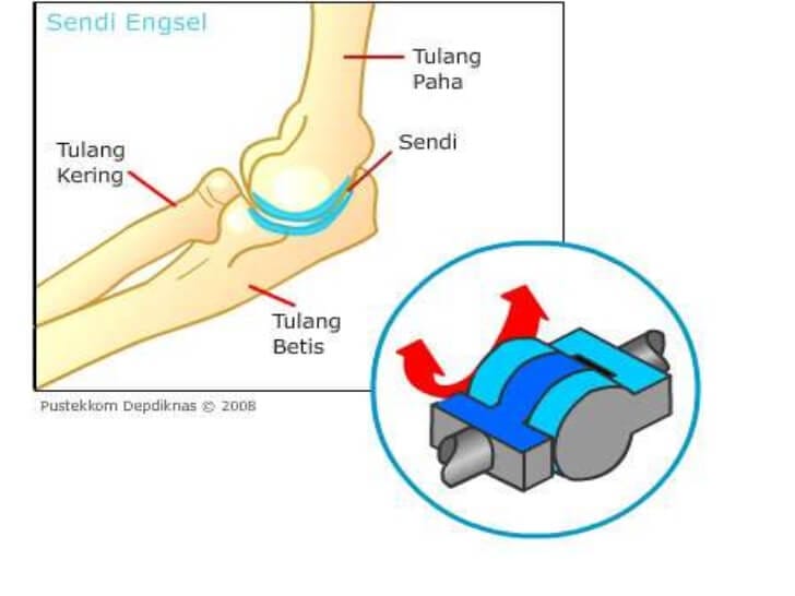 pengertian sendi engsel