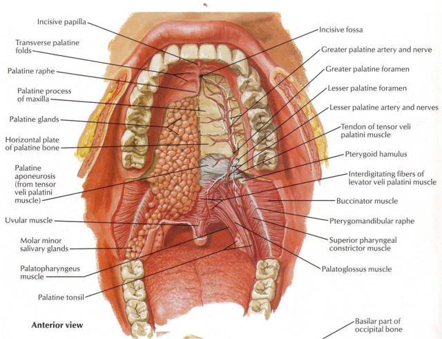 sistem pencernaan manusia mulut 