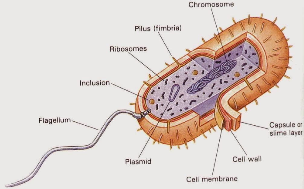 11 Struktur Bakteri Beserta Penjelasan Tentang Fungsinya