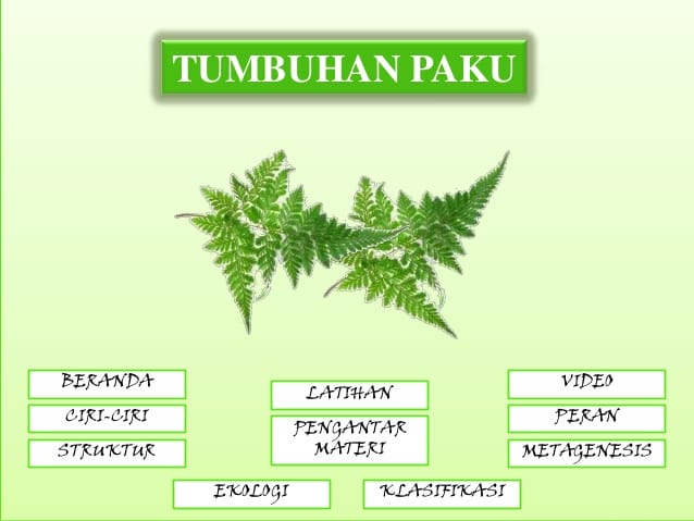 metagenesis tumbuhan paku