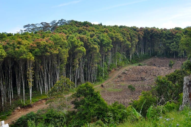 tanaman kayu manis