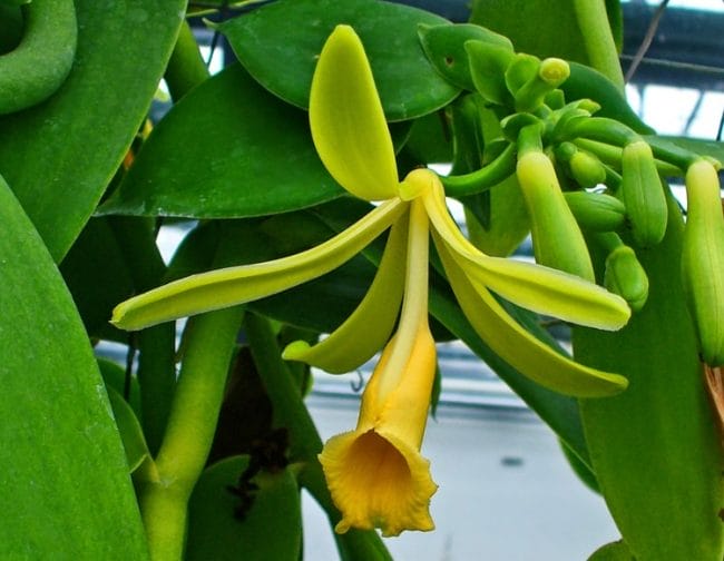 Vanili (Vanilla planifolia)