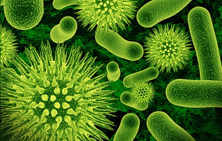 Bakteri
