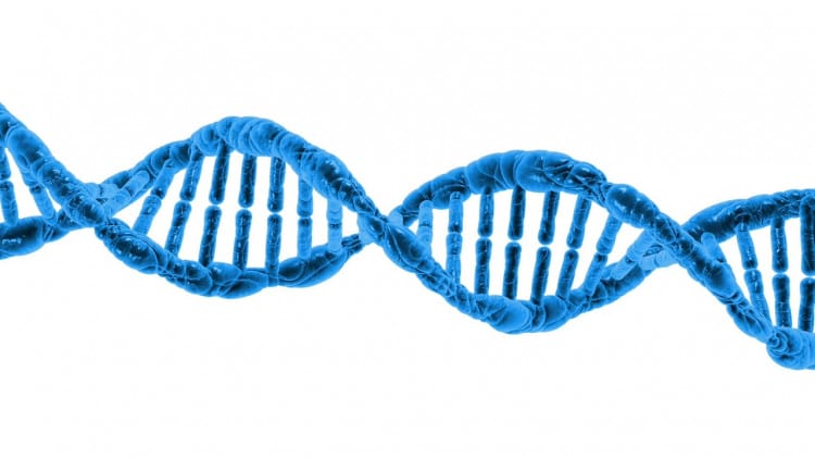 pengertian dna